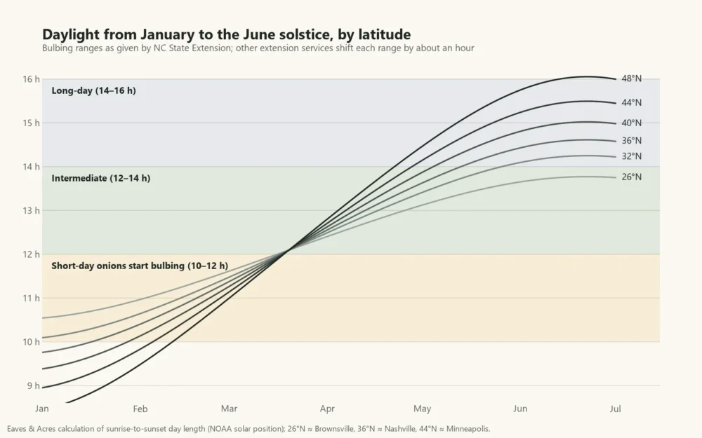 Line chart of daylight hours from January to June at six US latitudes, crossing the onion bulbing ranges