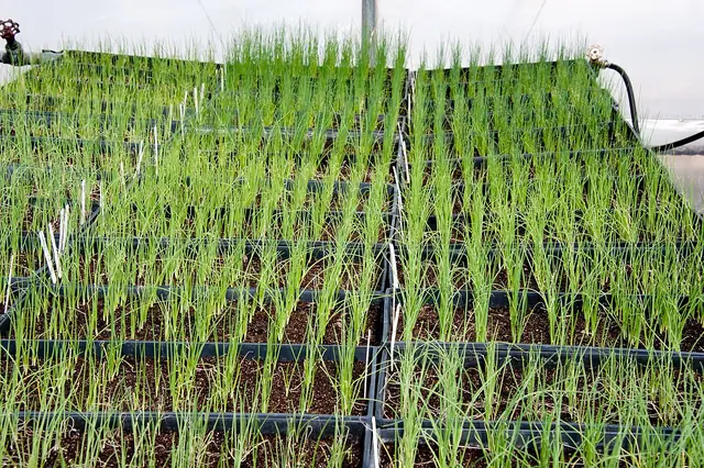 Photo of trays of young onion, leek and shallot seedlings growing in a cold frame before planting out