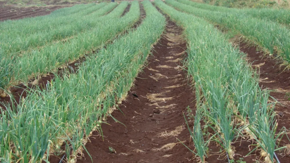 Photo of long raised rows of green onion plants growing in red volcanic soil on a farm field