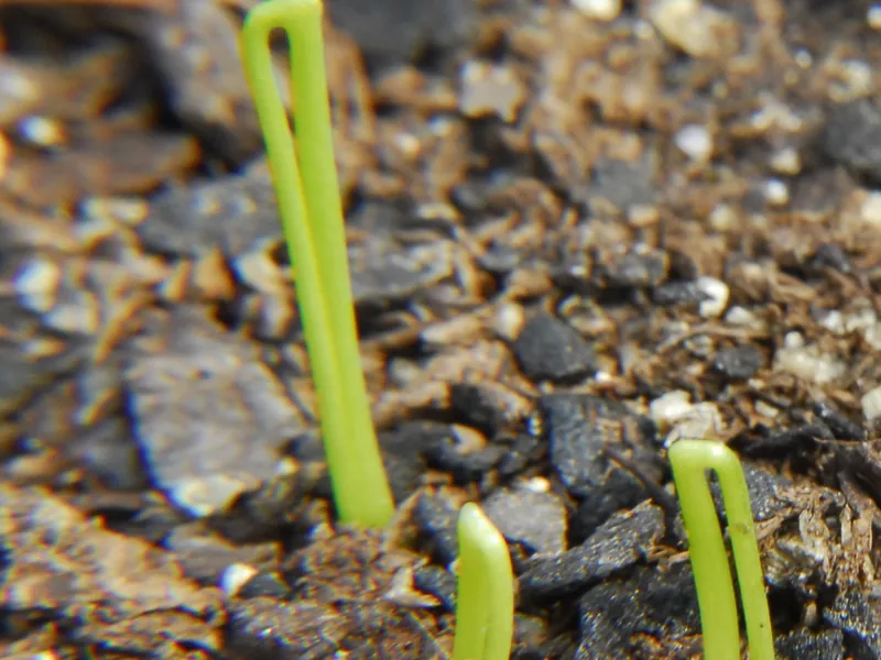 Close-up photo of onion seedlings emerging from dark potting soil, each green shoot still bent in a loop