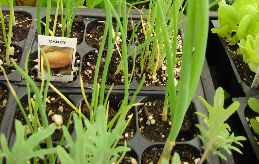 Photo of young onion transplants growing in a black cell tray with a Candy onion variety tag
