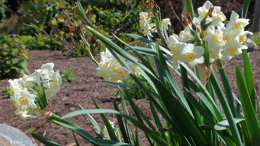 Photo of paperwhite narcissus, a tazetta daffodil, with clusters of small white flowers in a mulched garden bed