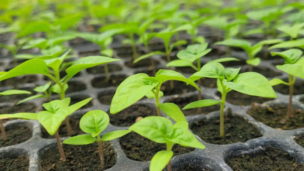 Photo of rows of young sweet pepper seedlings with first true leaves growing in black plastic cell trays