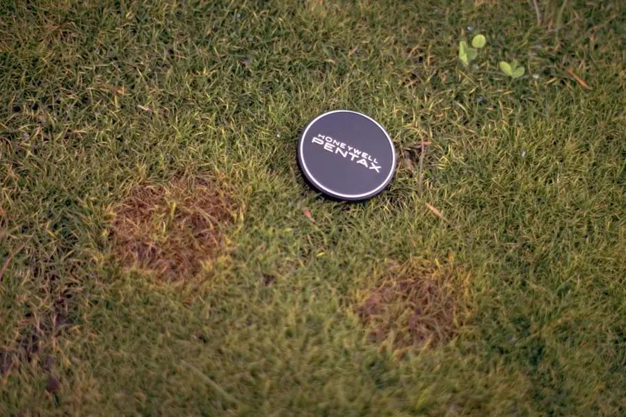 Photo of brown circular patches of pink snow mold in turfgrass, with a lens cap for scale