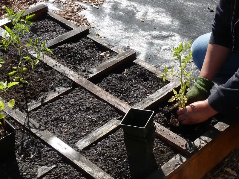 Photo of a gloved hand planting a young tomato seedling into a raised garden bed in spring