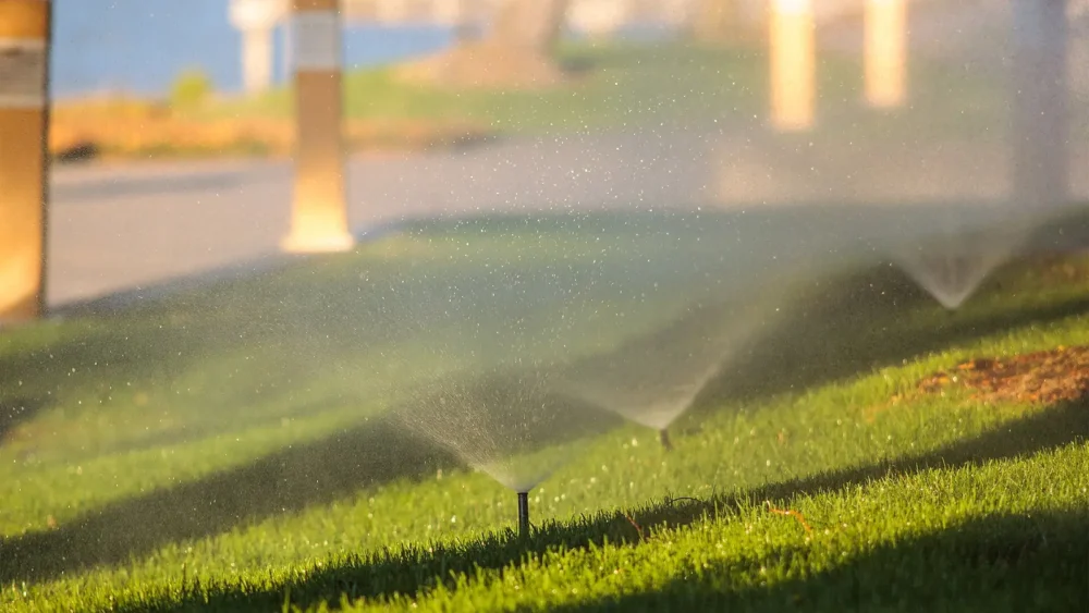 Photo of three pop-up sprinkler spray heads watering a green lawn in low, golden evening light