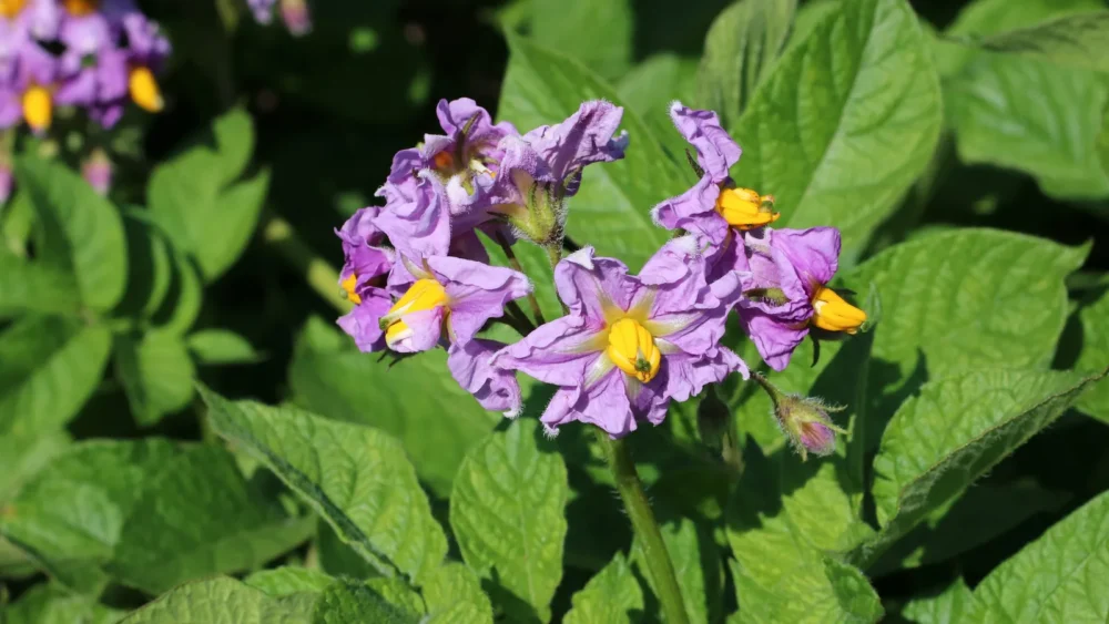 Photo of purple potato flowers with yellow centers above the green leaves of a flowering potato plant