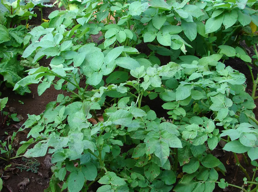 Photo of leafy green potato plants growing close together in a garden bed of dark red soil