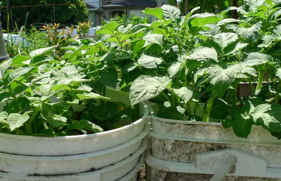 Photo of leafy potato plants growing in white plastic buckets on a sunny city garden plot