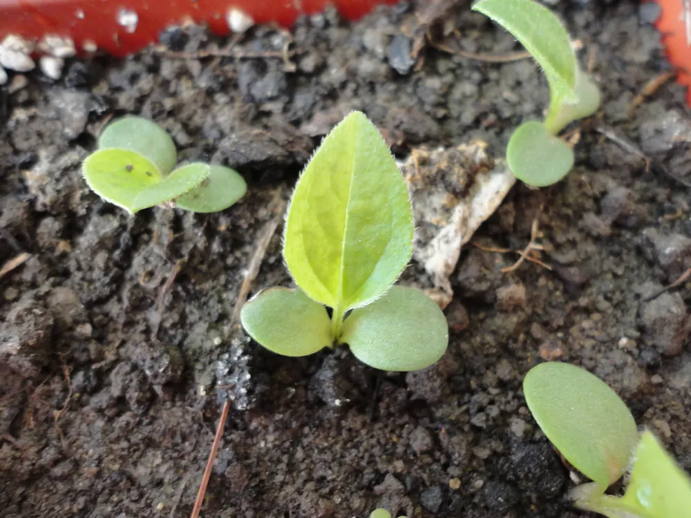 Photo of a purple coneflower seedling with two round seed leaves and its first hairy true leaf in potting mix