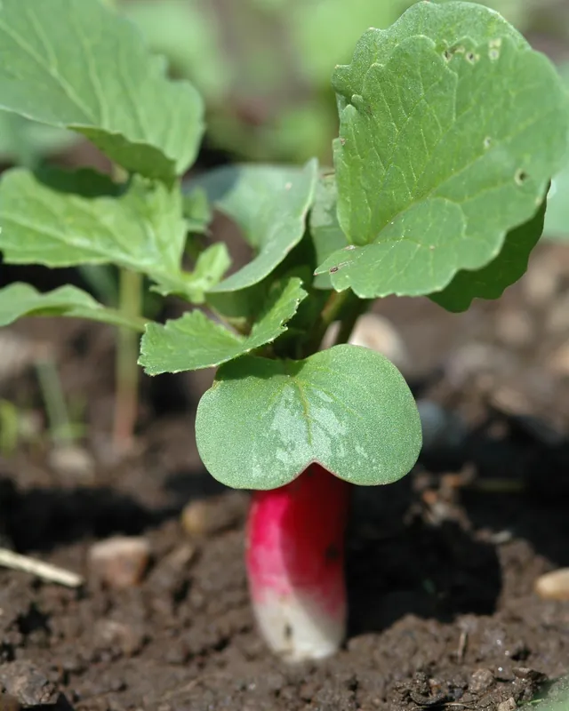 Photo of a red radish root swelling at the soil surface beneath its first green leaves