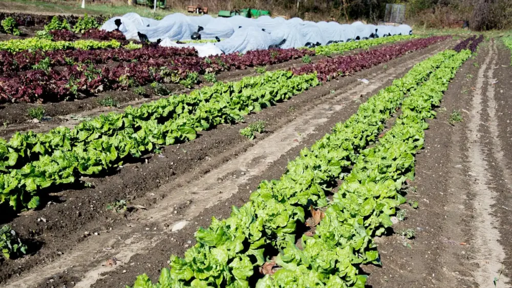 Photo of vegetable beds under white row covers behind uncovered rows of green and red lettuce after a fall frost