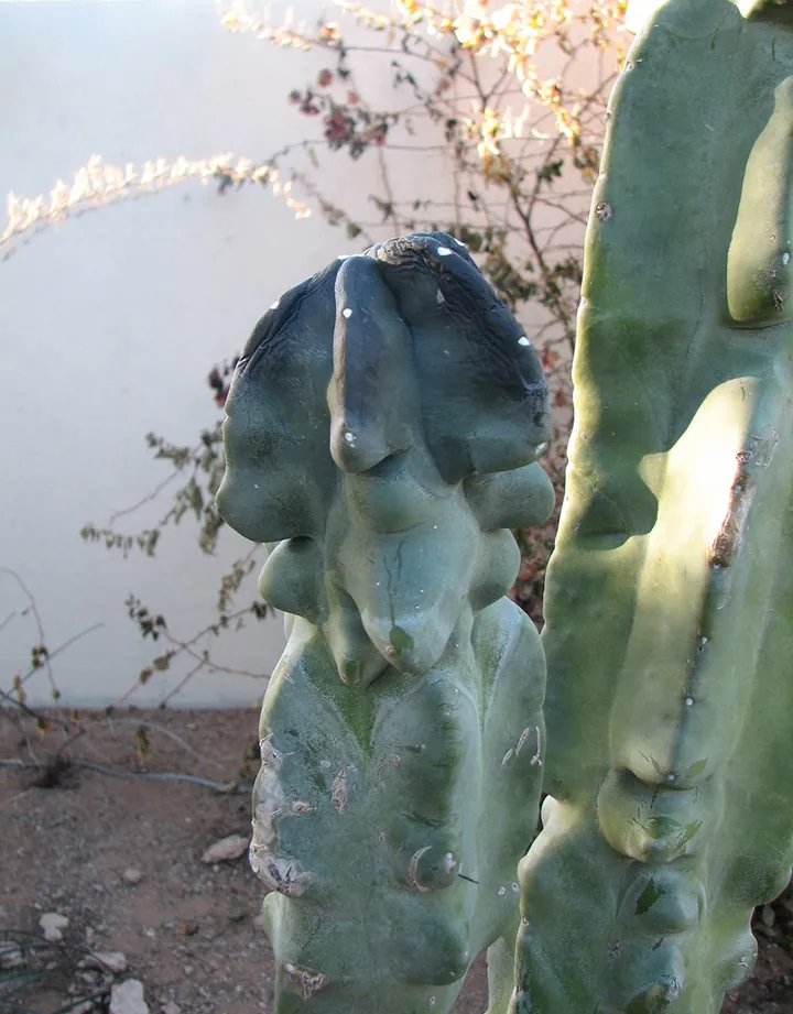 Photo of a columnar cactus whose top has turned dark and wrinkled from freeze damage