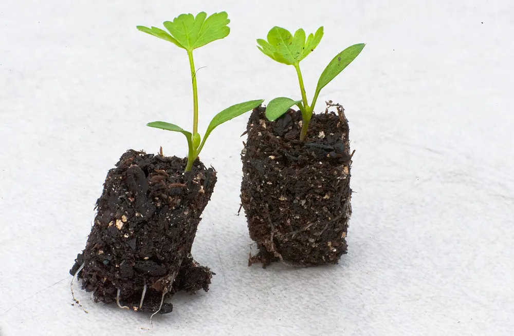 Photo of two parsley seedling plugs with roots holding the potting mix, ready to move to larger cells