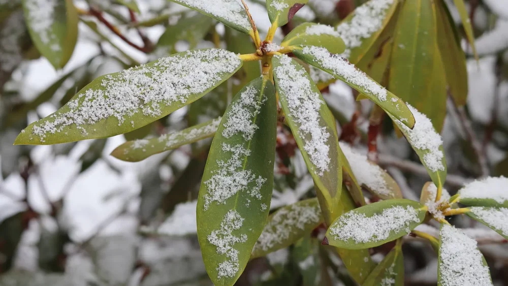Photo of a light dusting of snow on green rhododendron leaves in a Massachusetts front yard in December