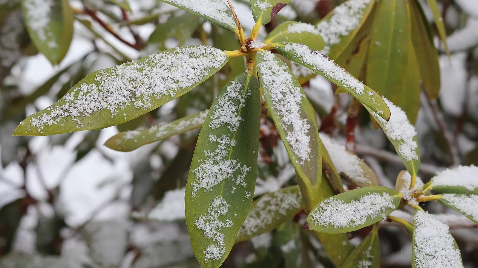Photo of a light dusting of snow on green rhododendron leaves in a Massachusetts front yard in December