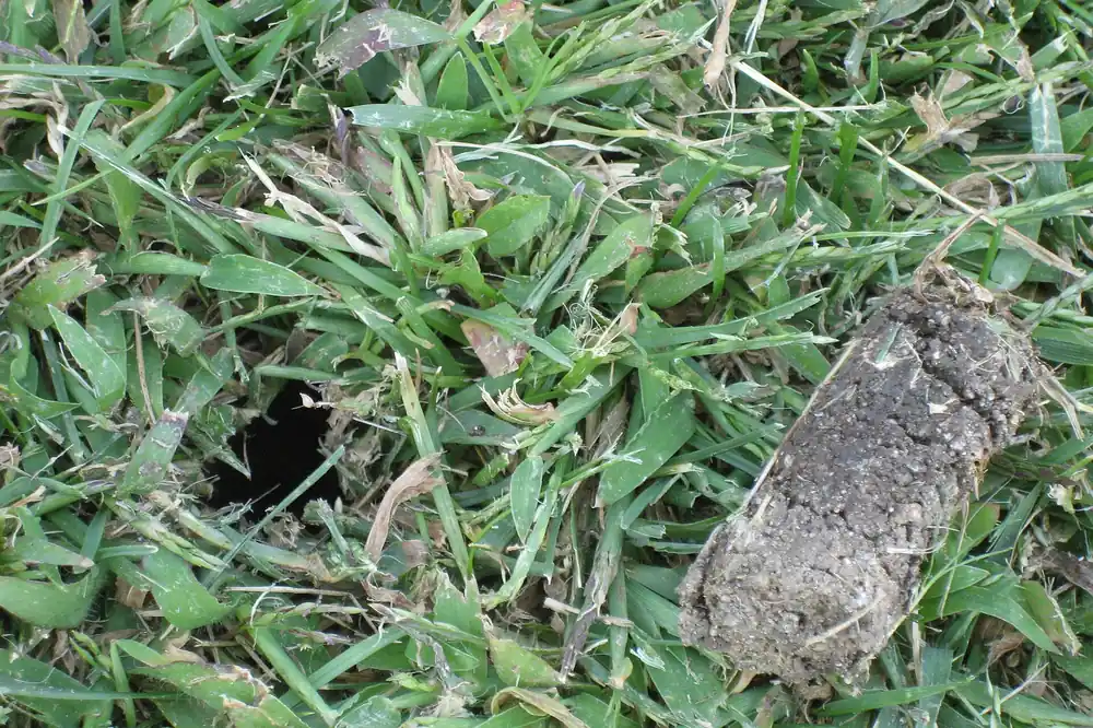 Close-up photo of a soil plug pulled by a core aerator lying on grass next to its open aeration hole
