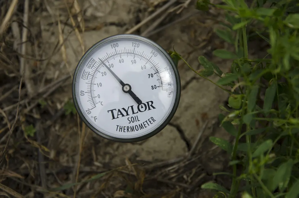 Photo of a dial soil thermometer pushed into dry ground beside green plants, used to check soil temperature