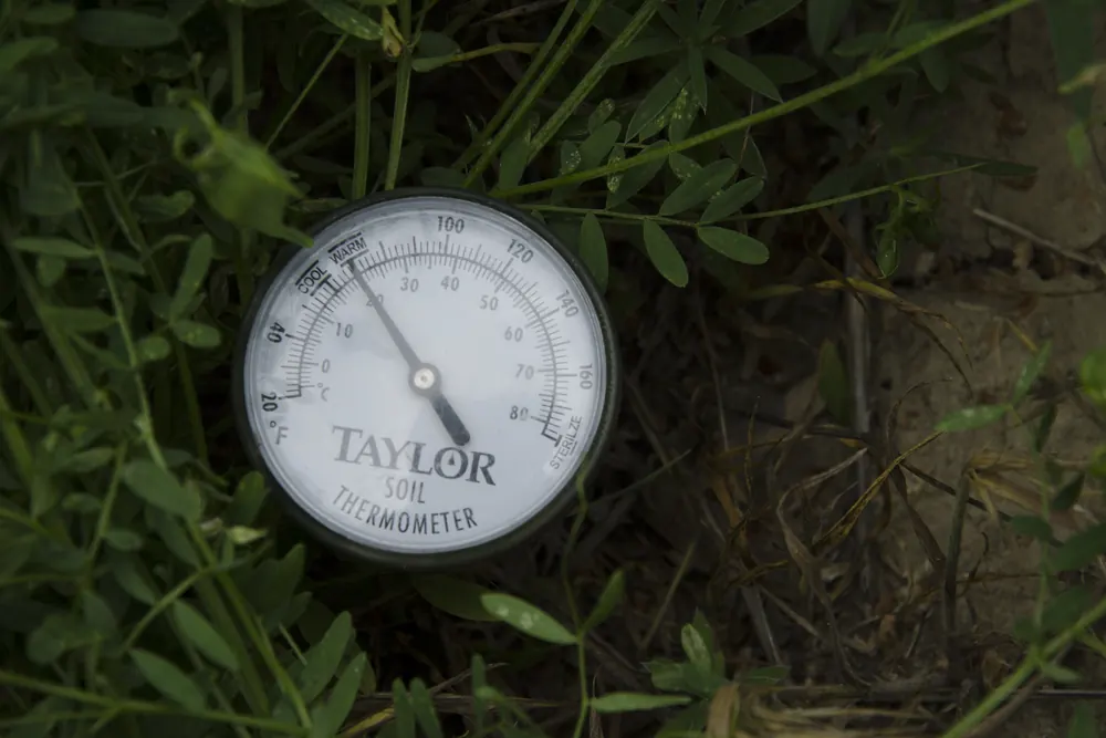 Photo of a dial soil thermometer pushed into the ground among low green plants to read soil temperature