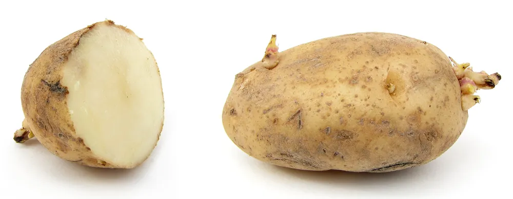 Photo of a sprouted potato cut in half beside a whole tuber with short sprouts growing from its eyes