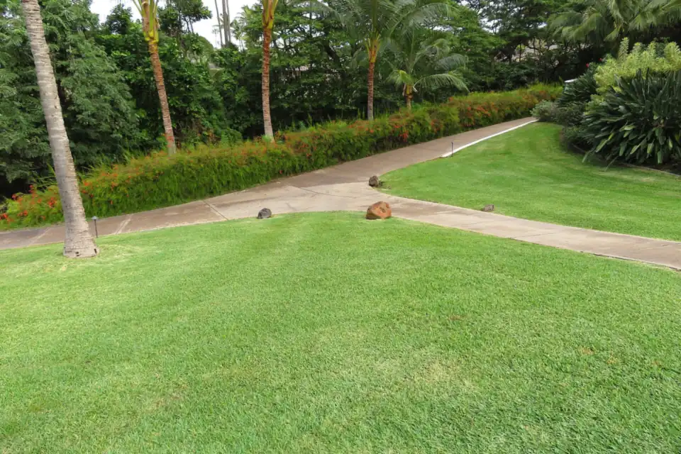 Photo of a mowed St. Augustine grass lawn beside a concrete path and palm trees in a warm-season climate