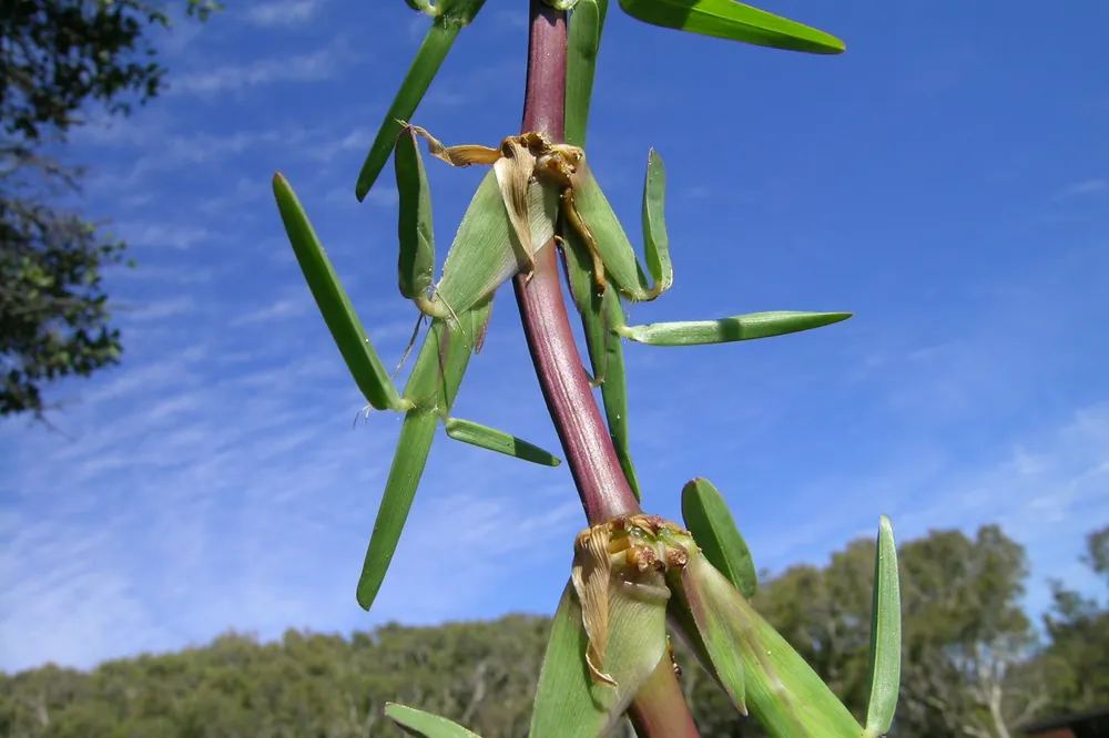 Close-up photo of a thick St. Augustine grass stolon with short, folded leaf blades against a blue sky