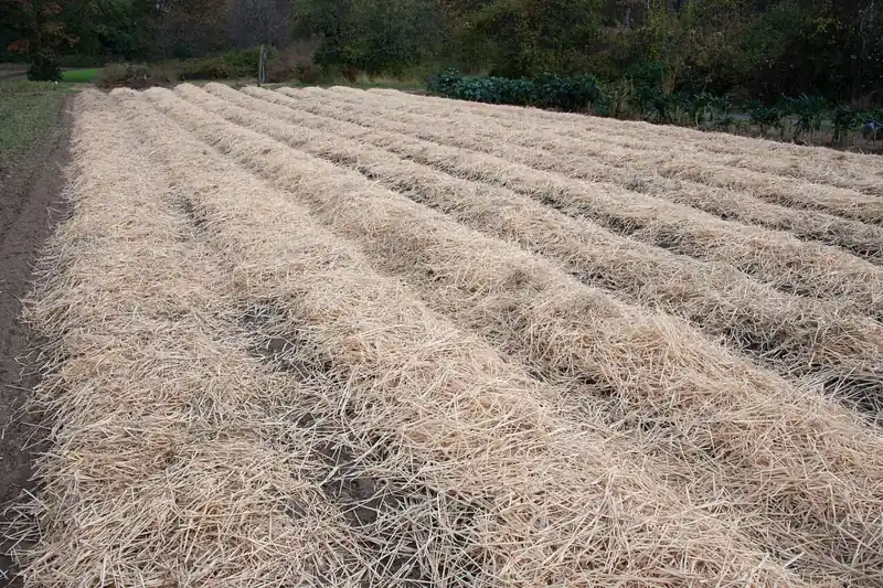 Photo of a garlic bed covered with rows of loose straw mulch on a small vegetable farm