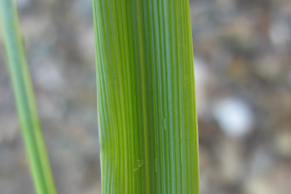 Close-up photo of a wide tall fescue leaf blade showing the strong ribs that help identify this cool-season grass