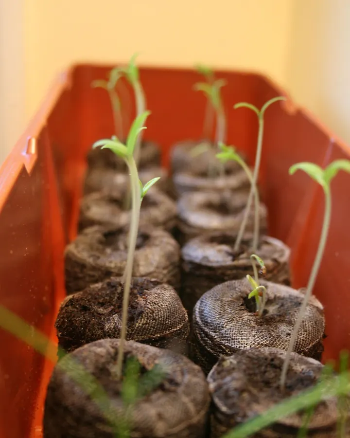 Photo of young tomato seedlings with seed leaves growing from compressed peat pellets in a plastic tray