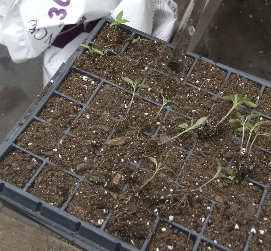 Photo of young tomato seedlings being moved into individual cells of a black plastic seed tray