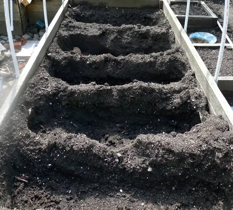 Photo of shallow trenches dug across a raised garden bed, ready for planting seed potatoes in spring