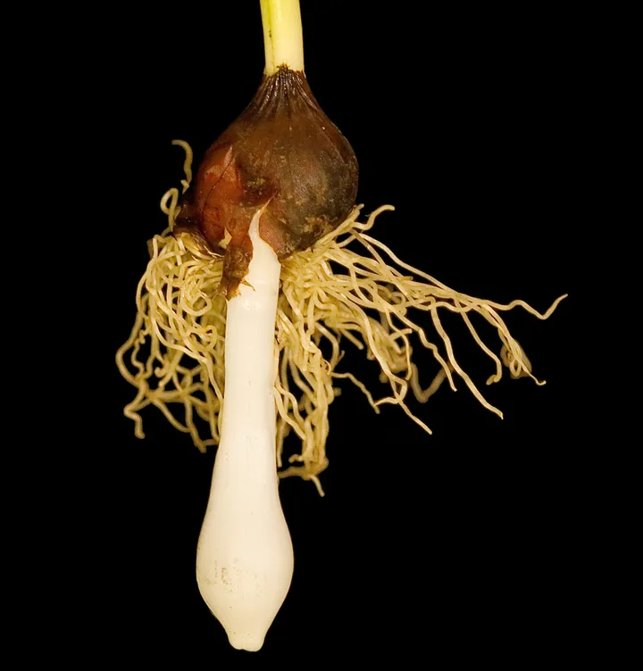 Photo of a tulip bulb with a tangle of new pale roots and a white stolon carrying a daughter bulb