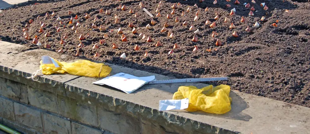 Photo of dozens of tulip bulbs set point up on a raked garden bed before they are covered with soil