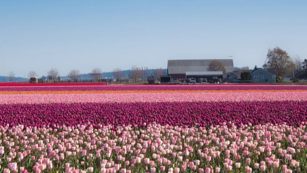 Photo of rows of pink, purple and orange tulips in bloom on a Skagit Valley, Washington, farm in spring