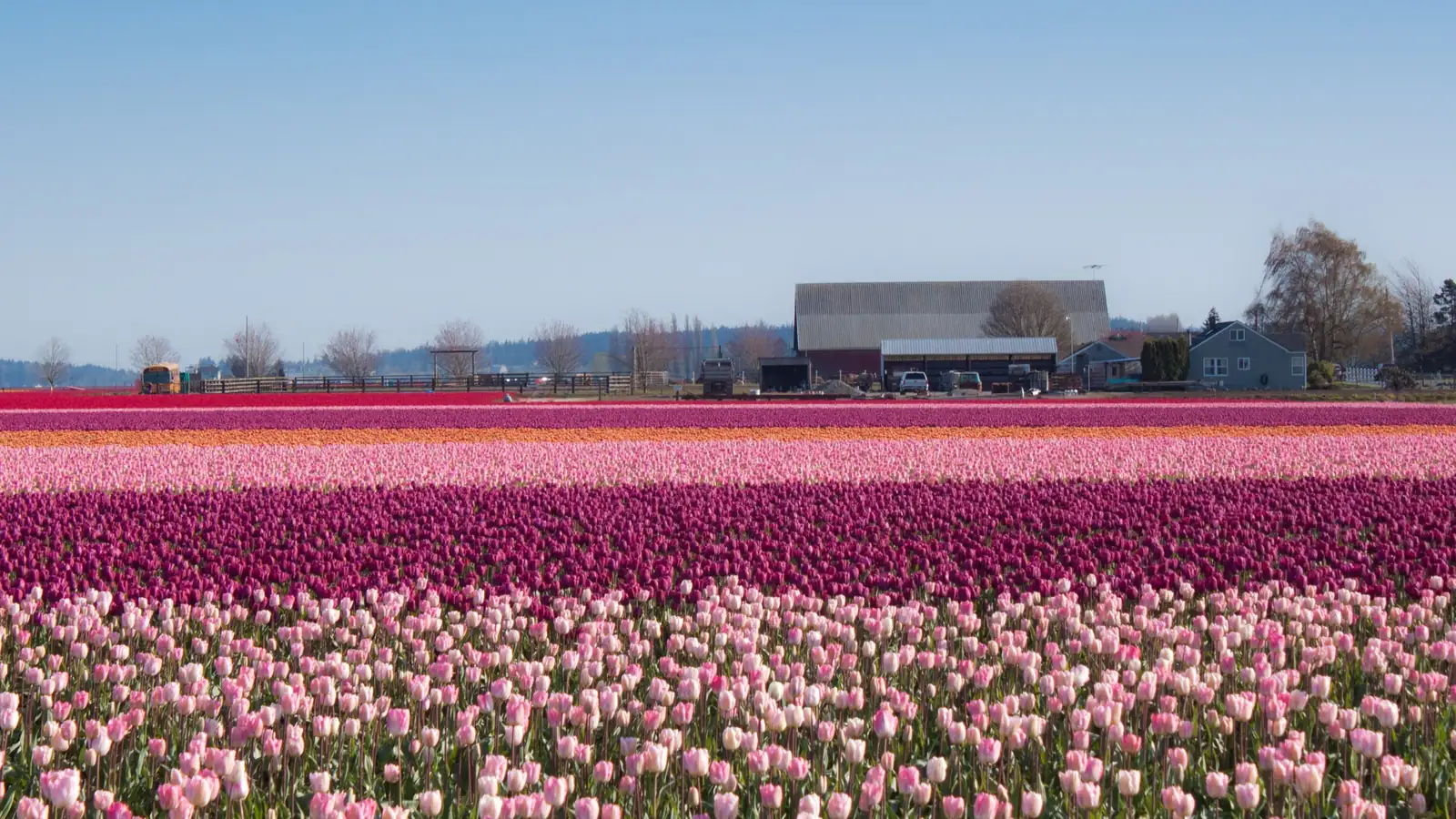 Photo of rows of pink, purple and orange tulips in bloom on a Skagit Valley, Washington, farm in spring